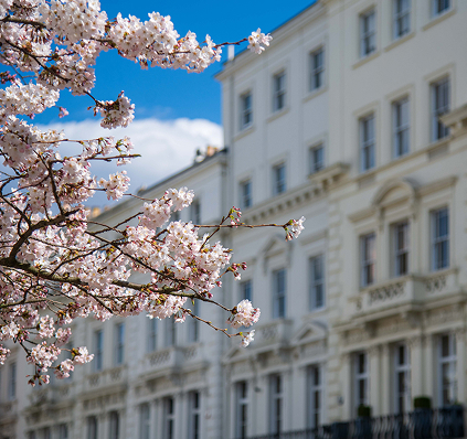 Sakura in London